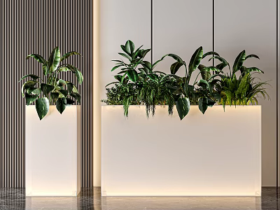 Modern Bonsai Potted Plants In White Rectangular Planters With Lush Green Foliage 3d model