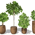 Lush Green Bonsai Plants In Metallic Brown Pots With Various Sizes And Foliage