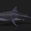 Detailed Realistic Great White Shark Marine Animal Underwater Predator