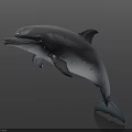 Realistic Gray And White Dolphin Leaping With Shiny Surface On Dark Background