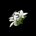 Fresh White Flowers With Vibrant Green Leaves In Clustered Bloom Arrangement