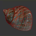 Turquoise and Brown Striped Conch Shell with Textured Surface on Dark Background 3d model