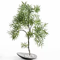 Decorative Bonsai Plant With Lush Green Leaves Slender Branches And Natural Shape