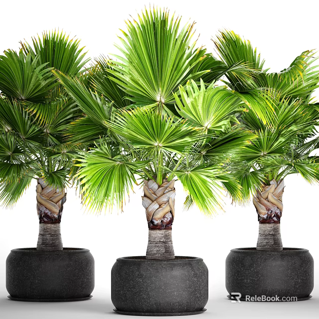 Tropical Potted Palm Plants with Wrapped Trunks in Large Black Pots and Lush Green Fronds 3d model 