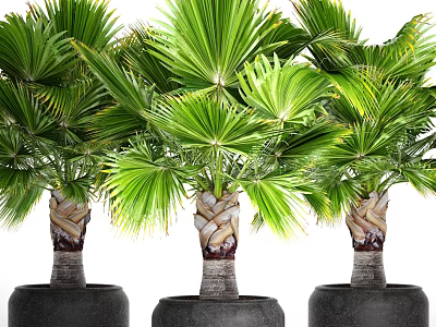 Tropical Potted Palm Plants with Wrapped Trunks in Large Black Pots and Lush Green Fronds 3d model