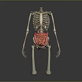 Human Skeleton Anatomy Model Displaying Limbs And Internal Organs Structure 3d model