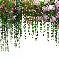 Lush Hanging Vines Adorned With Pink Purple Flowers And Green Leaves