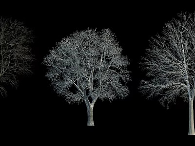 Three Isolated Leafless Tree Silhouettes With Bare Branches Against Black Background 3d model