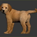 Light Brown Golden Retriever Puppy in Standing Pose as 3D Model on Gray Background
