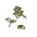 Three Various Green Leafy Trees With Distinct Shapes And Natural Branches