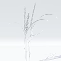Green Grass Plant With Long Stems Curved Leaves And Yellow Spikes In Garden