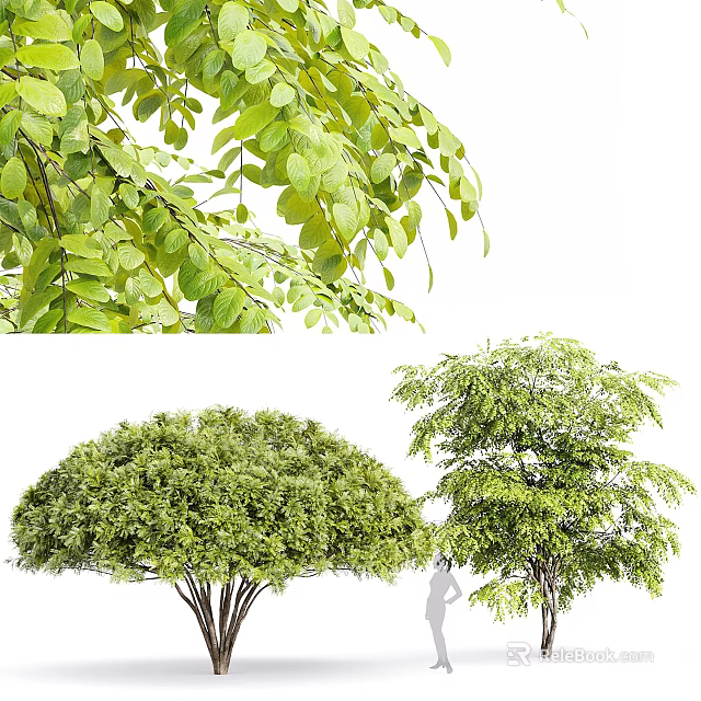 Tall Lush Green Trees Featuring Dense Canopy And Vibrant Foliage For Natural Landscape 3d model 