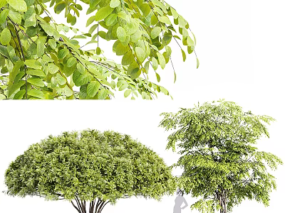 Tall Lush Green Trees Featuring Dense Canopy And Vibrant Foliage For Natural Landscape 3d model