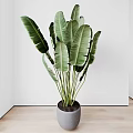 Large Green Leaf Indoor Potted Plant in Grey Pot with White Wall and Wooden Floor