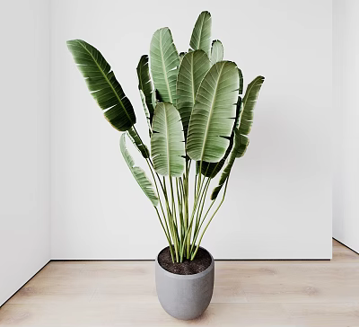 Large Green Leaf Indoor Potted Plant in Grey Pot with White Wall and Wooden Floor 3d model