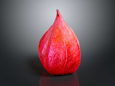 Red Lantern Shaped Edible Fruit With Textured Skin On Dark Background 3d model