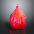 Red Lantern Shaped Edible Fruit With Textured Skin On Dark Background
