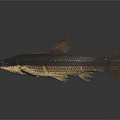 Slender Fish With Dark Light Coloration And Orange Fins On Shiny Reflective Surface