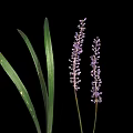 Vibrant Green Leaf Plant Featuring Long Foliage And Purple Spiked Flowers