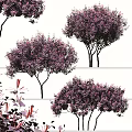 Arbor Trees With Purple Leaves And Lush Foliage In Garden Landscape