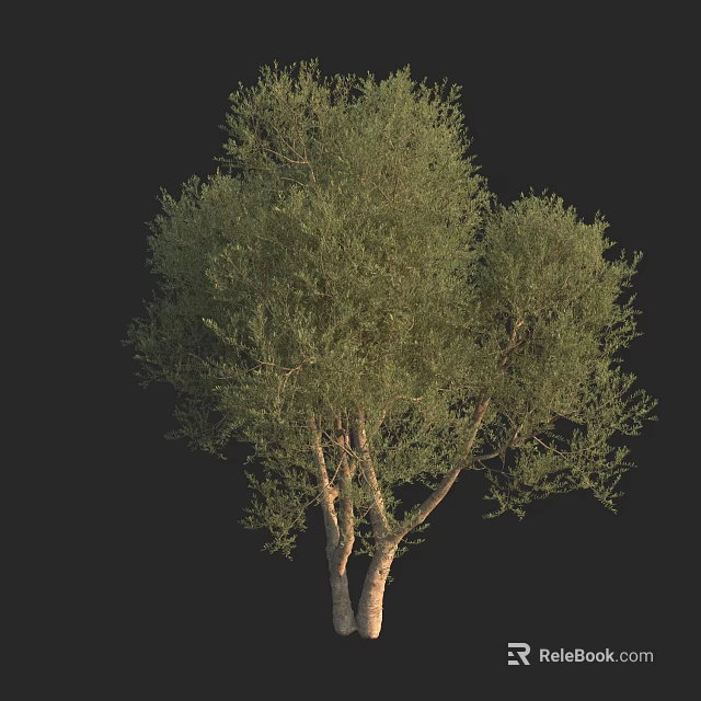Arbor With Multiple Trunks And Lush Green Foliage Full Canopy 3d model 