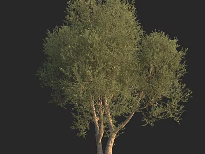 Arbor With Multiple Trunks And Lush Green Foliage Full Canopy 3d model
