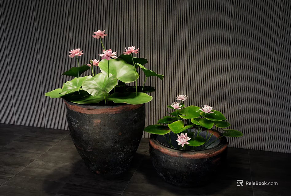 Beautiful Lotus Flowers With Leaves In Dark Clay Pots Against Vertical Striped Wall 3d model 