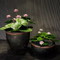 Beautiful Lotus Flowers With Leaves In Dark Clay Pots Against Vertical Striped Wall