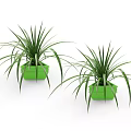 Two Bonsai Potted Plants with Green Planters and Long Slender Leaves