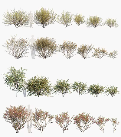 Various Garden Shrubs with Different Sizes and Foliage Types for Landscaping Projects 3d model