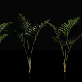 Elegant Green Potted Plants With Feathery Leaves And Slender Stems For Indoor Decor