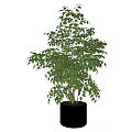 Lush Green Bonsai Plant in Black Cylindrical Pot for Indoor Decoration