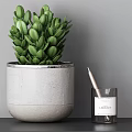 Desk with Green Succulent Plant in Gray Concrete Pot Pen and Lavender Scented Candle