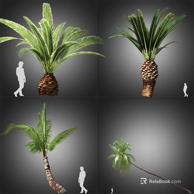 Different Palm Tree Varieties With Thick Trunks Lush Fronds And Human Scale Reference 3d model