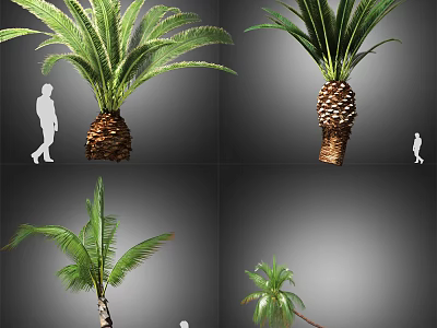 Different Palm Tree Varieties With Thick Trunks Lush Fronds And Human Scale Reference 3d model