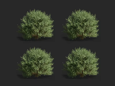 Four Round Green Shrubs Displayed Against Black Background 3d model