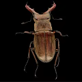 Stag Beetle With Large Curved Mandibles On Black Background Close Up View