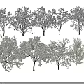 Multiple Trees With Different Heights Varied Crown Shapes And Lush Foliage 3d model
