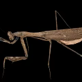 Brown Mantis Insect With Long Legs And Extended Front Limbs On Black Background 3d model
