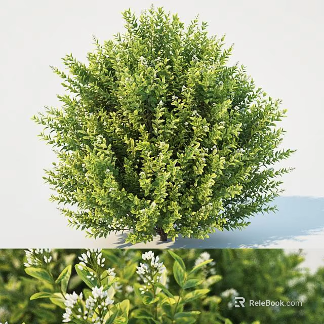 Lush Round Green Shrub Featuring Dense Foliage And Tiny White Blooms 3d model