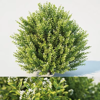 Lush Round Green Shrub Featuring Dense Foliage And Tiny White Blooms 3d model Lush Round Green Shrub Featuring Dense Foliage And Tiny White Blooms 3d model