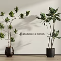 Stylish Potted Indoor Plants with Dark Planters Against Light Wall and Wooden Floor