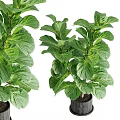 Bonsai Potted Fiddle Leaf Fig Plant With Green Leaves Trunk And Black Pot