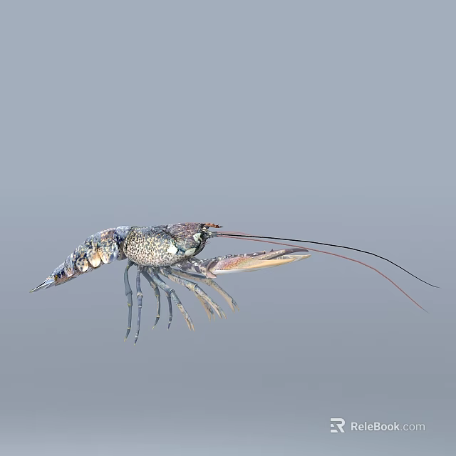 Fresh Whole Crayfish With Colorful Shell And Long Antenna For Seafood Dishes 3d model 