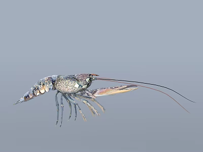 Fresh Whole Crayfish With Colorful Shell And Long Antenna For Seafood Dishes 3d model