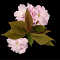 Beautiful Pink Cherry Blossom Flower Cluster With Fresh Leaves And Black Background