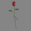 Beautiful Red Rose With Green Stem And Leaves On Gray Background