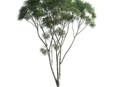 Lush Green Arbor Featuring Thick Trunk Spreading Branches and Vibrant Foliage 3d model