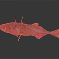 Fish With Brown And Silver Patterns Spikes On Back On Black Background And Reflection