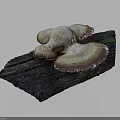 Natural Mushroom Plant Growth On Textured Wooden Log With Brown White Caps And Green Moss